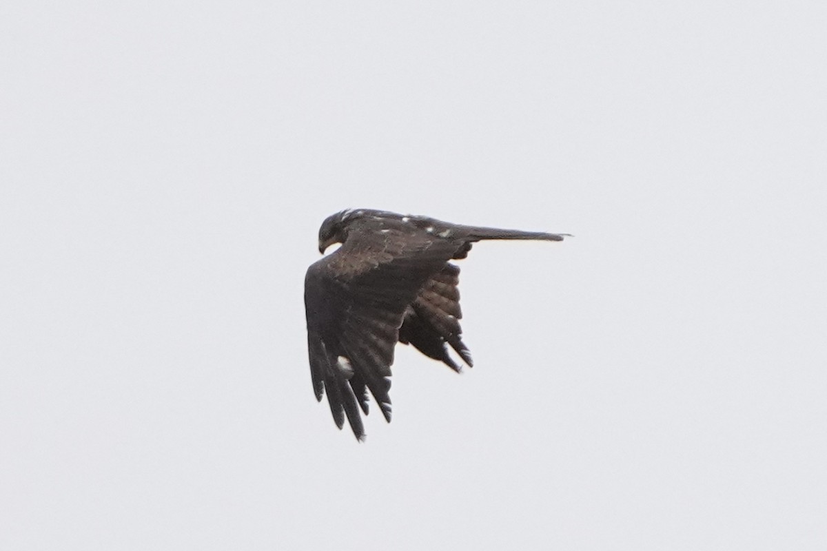 Black Kite - ML645013016