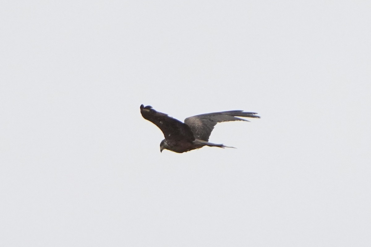 Black Kite - ML645013017