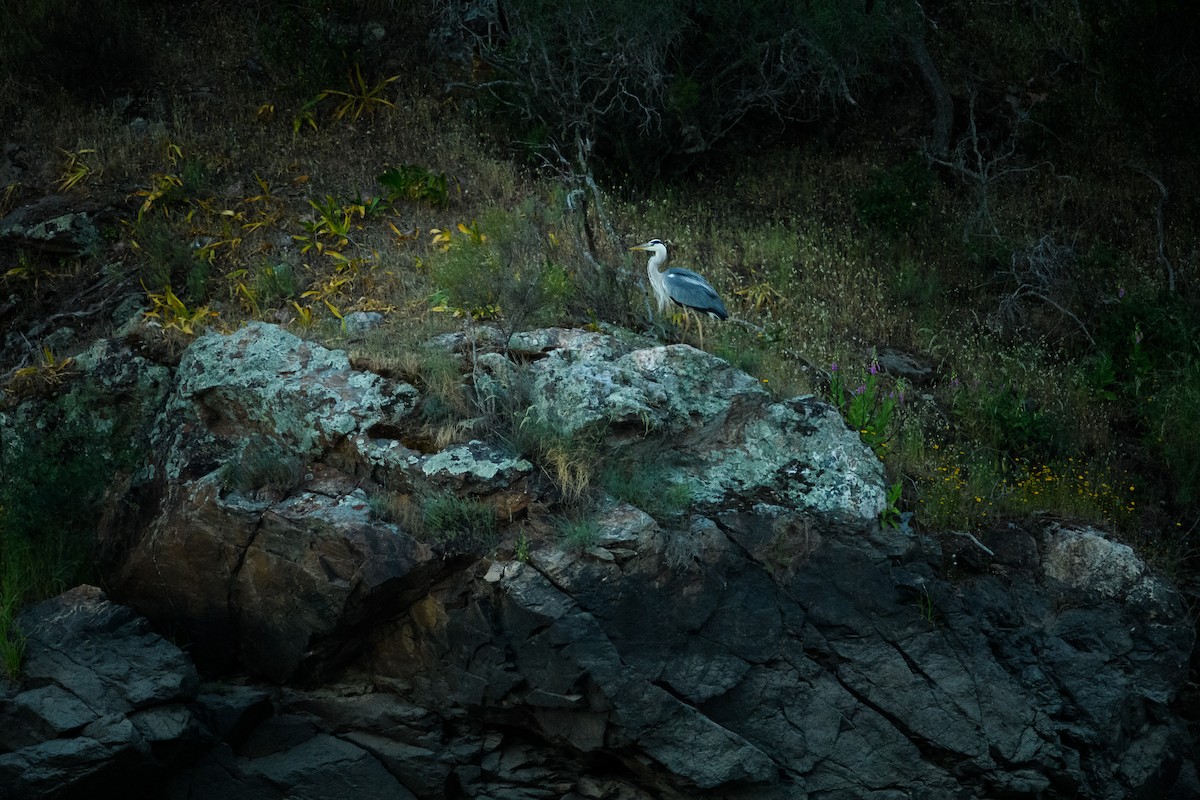 Graureiher (cinerea/jouyi) - ML645013021