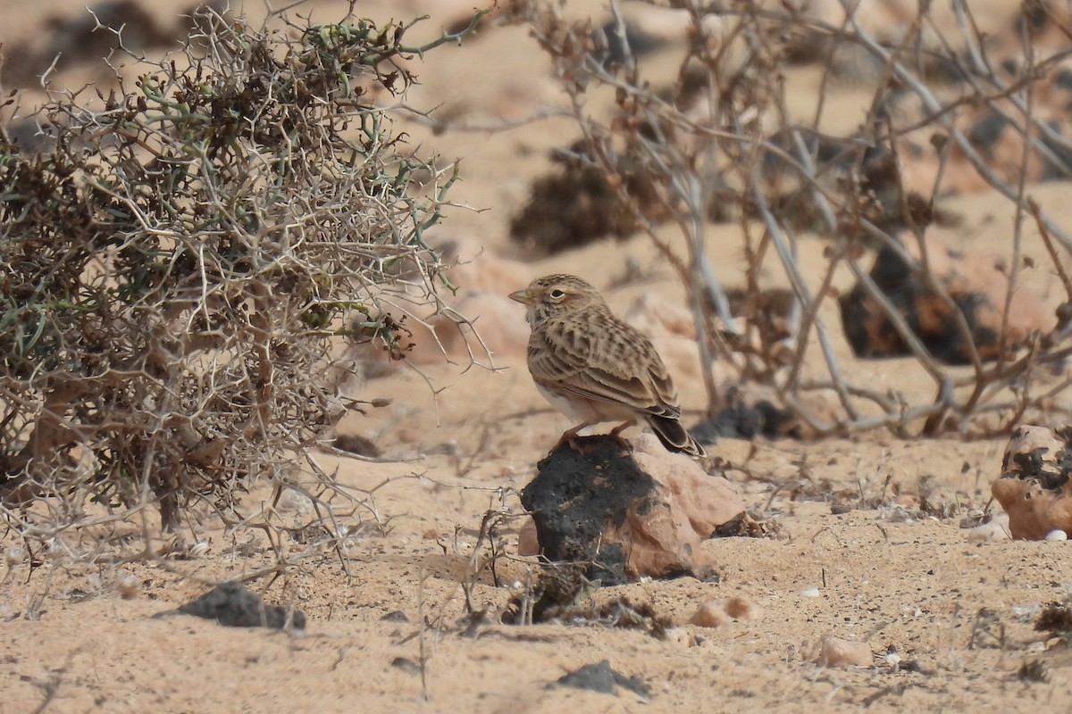 Alouette pispolette - ML645013023