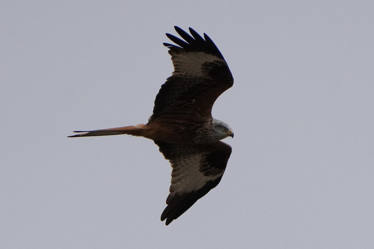 Red Kite - ML645013049