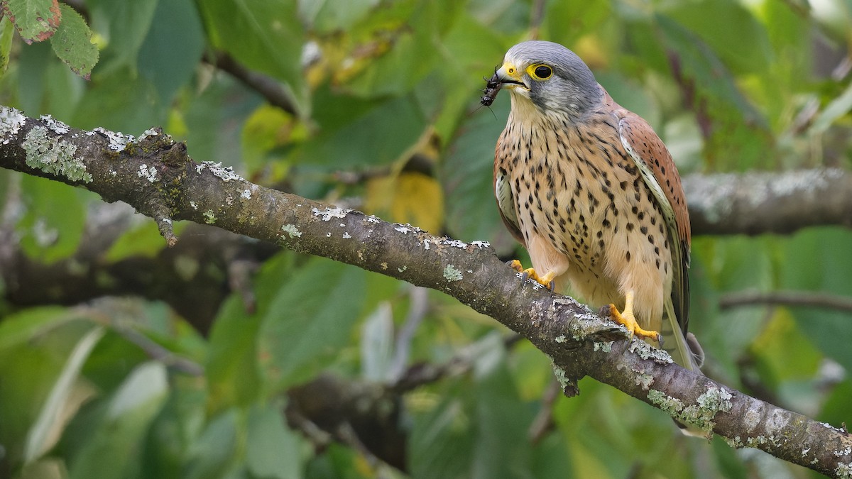 Eurasian Kestrel - ML645013050