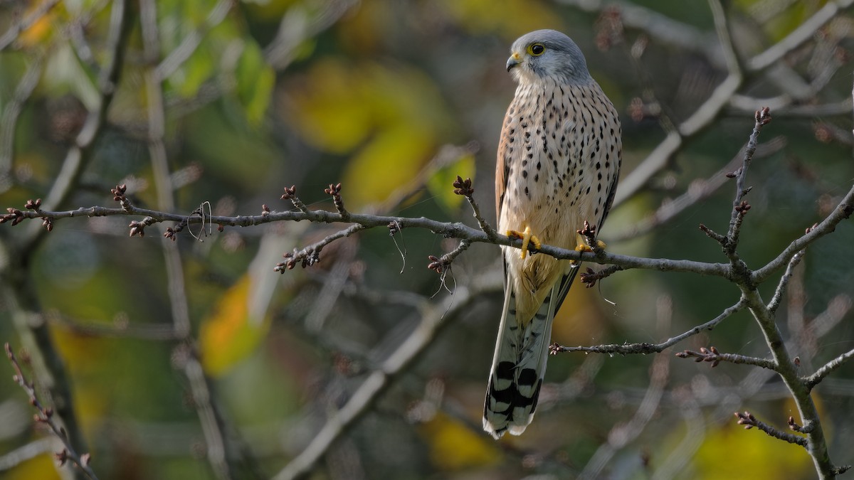 Eurasian Kestrel - ML645013051