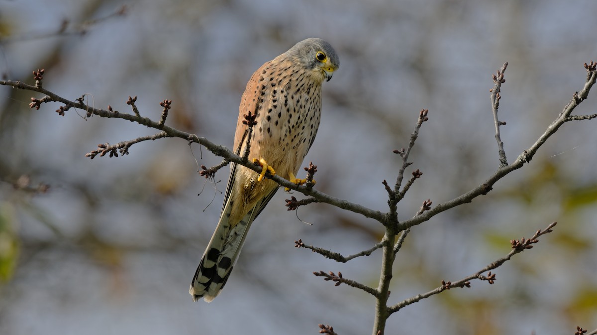 Eurasian Kestrel - ML645013052