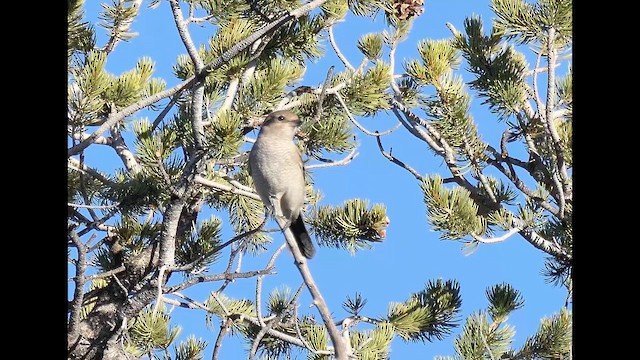 ťuhýk severní - ML645013054