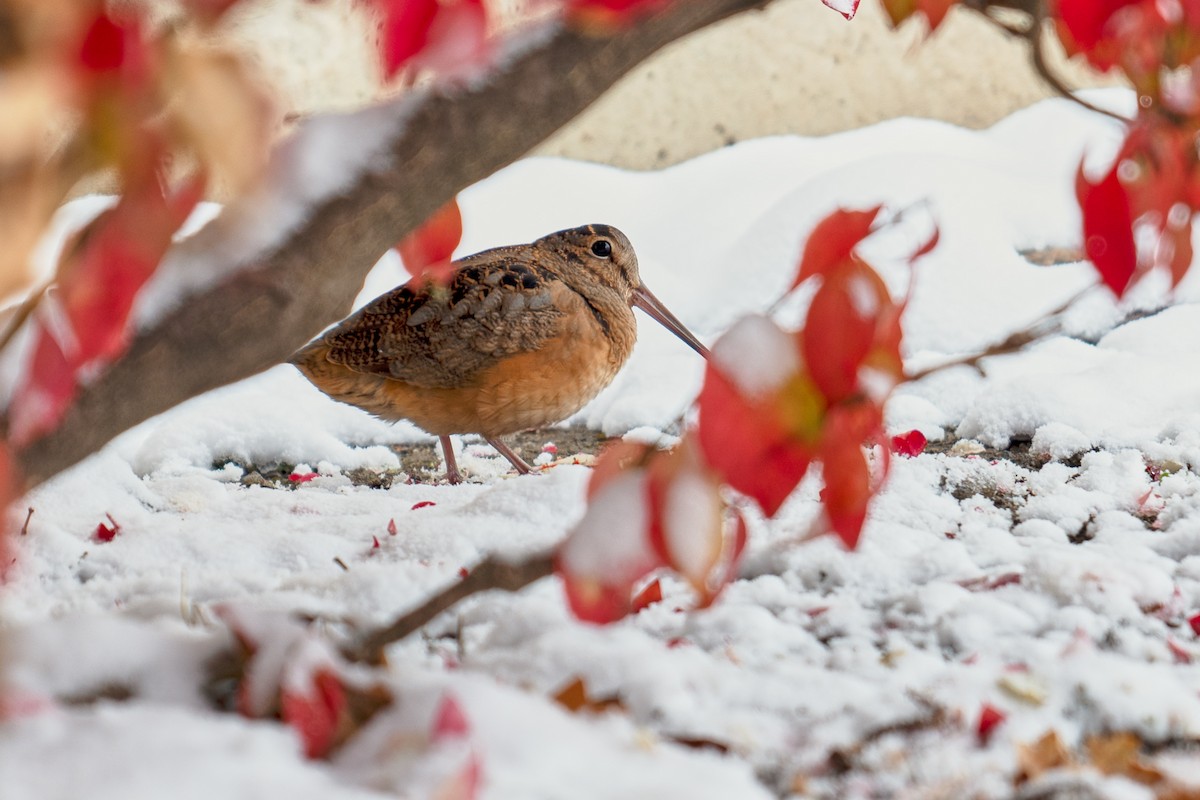 American Woodcock - ML645013055