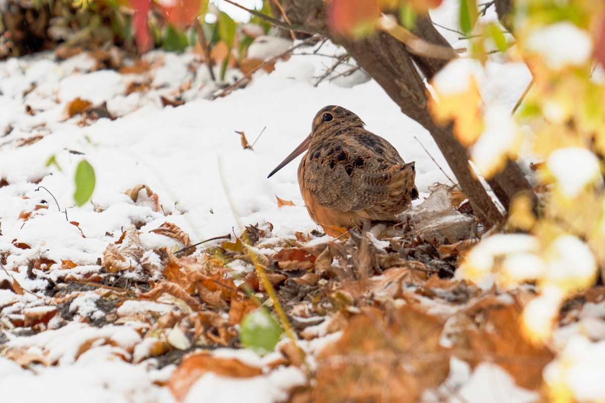 American Woodcock - ML645013056