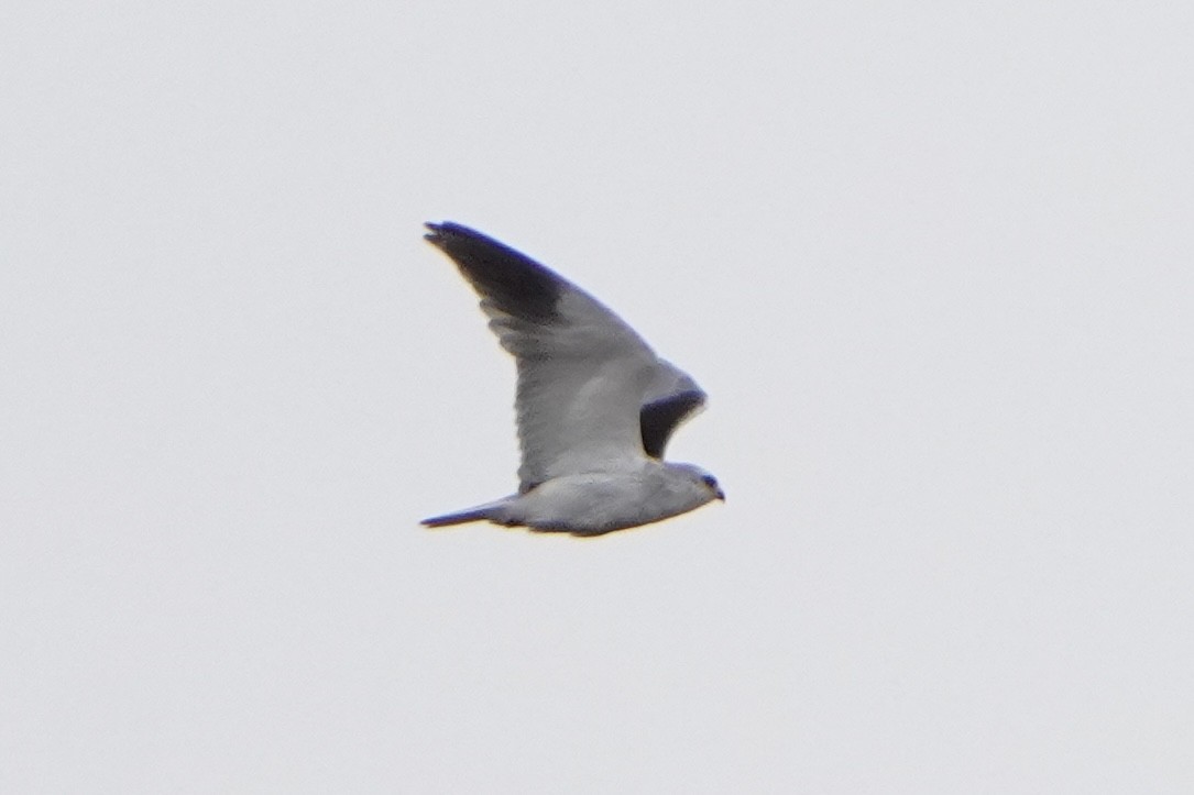 Black-winged Kite - ML645013069