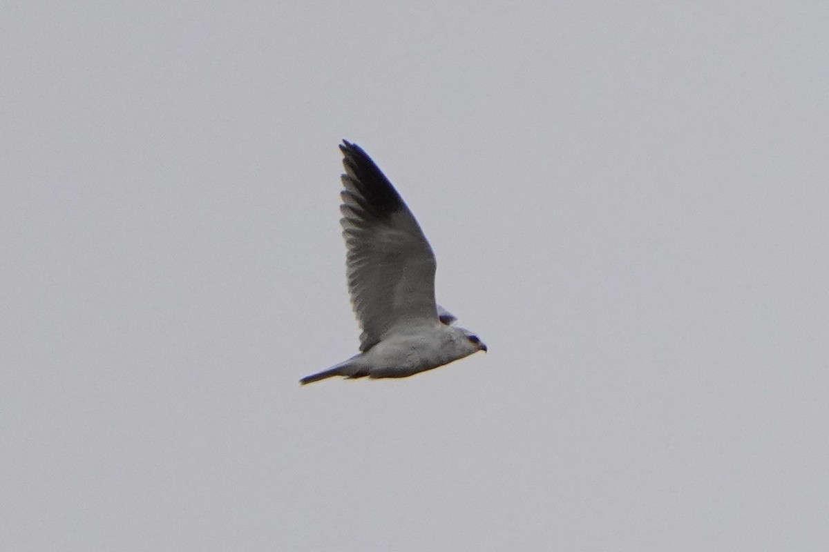 Black-winged Kite - ML645013070