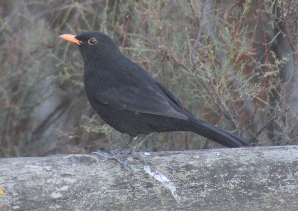 Eurasian Blackbird - ML645013087