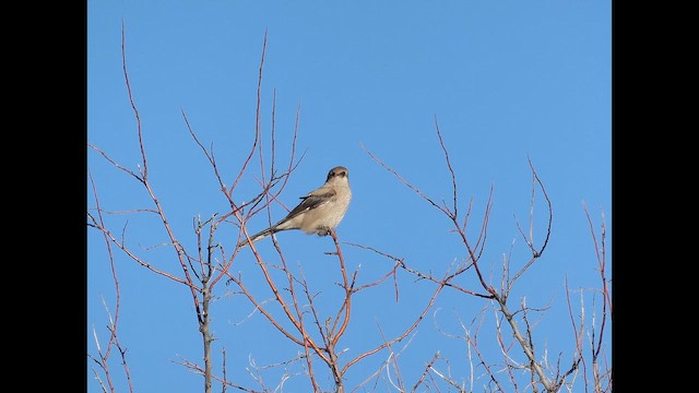 ťuhýk severní - ML645013105