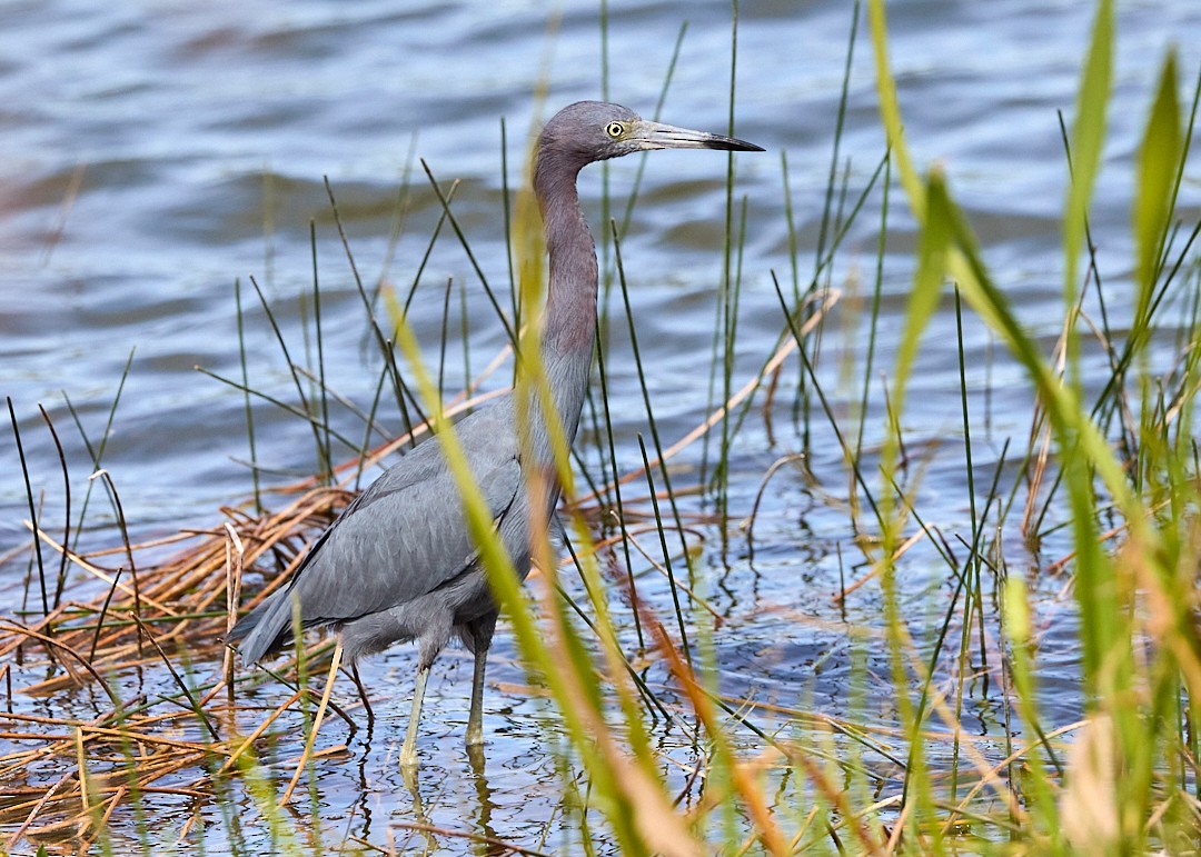 Little Blue Heron - ML645013138