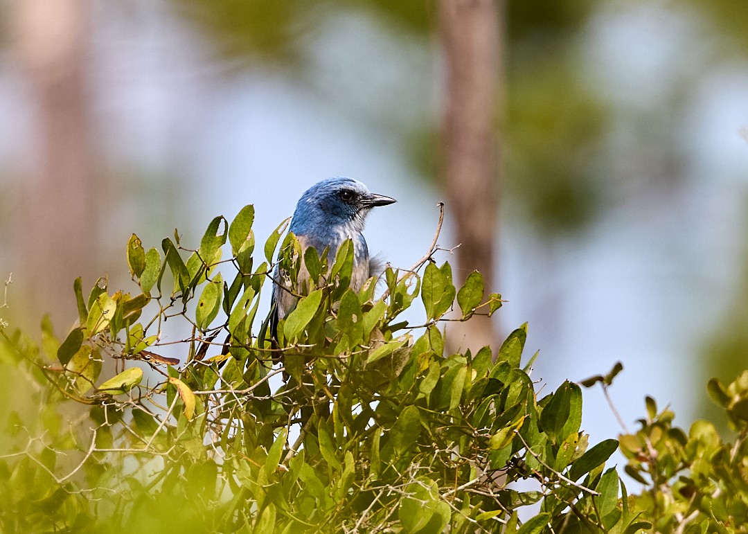Florida Scrub-Jay - ML645013159