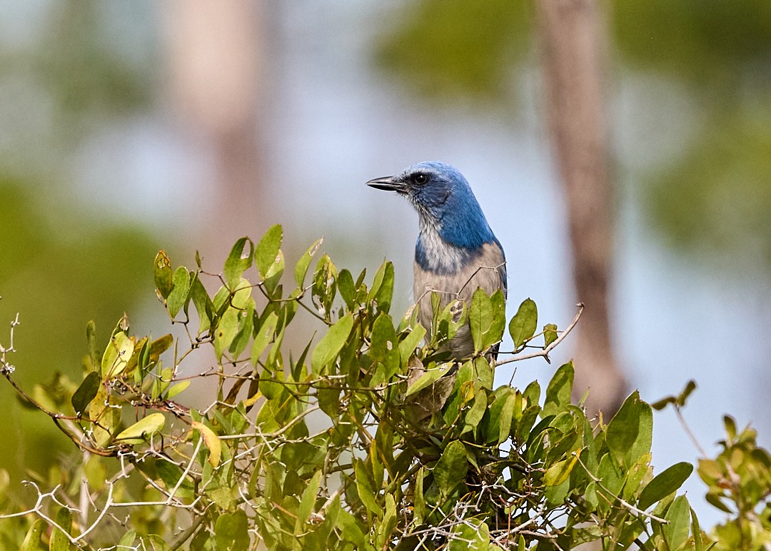Florida Scrub-Jay - ML645013161