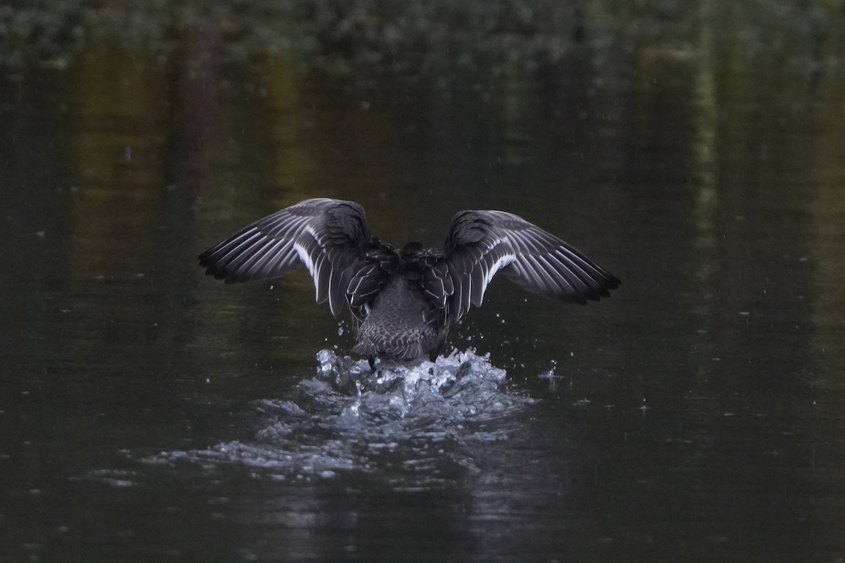 Garganey - ML645013170