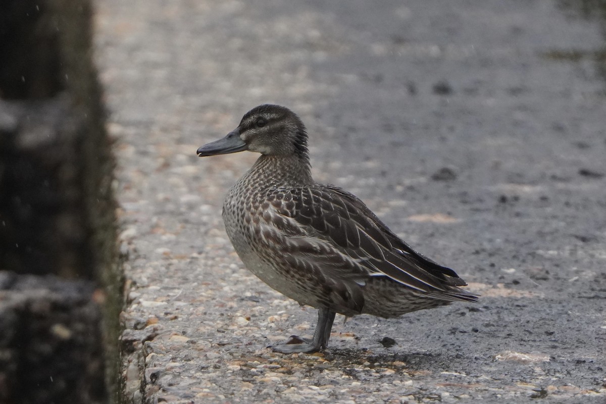 Garganey - ML645013171