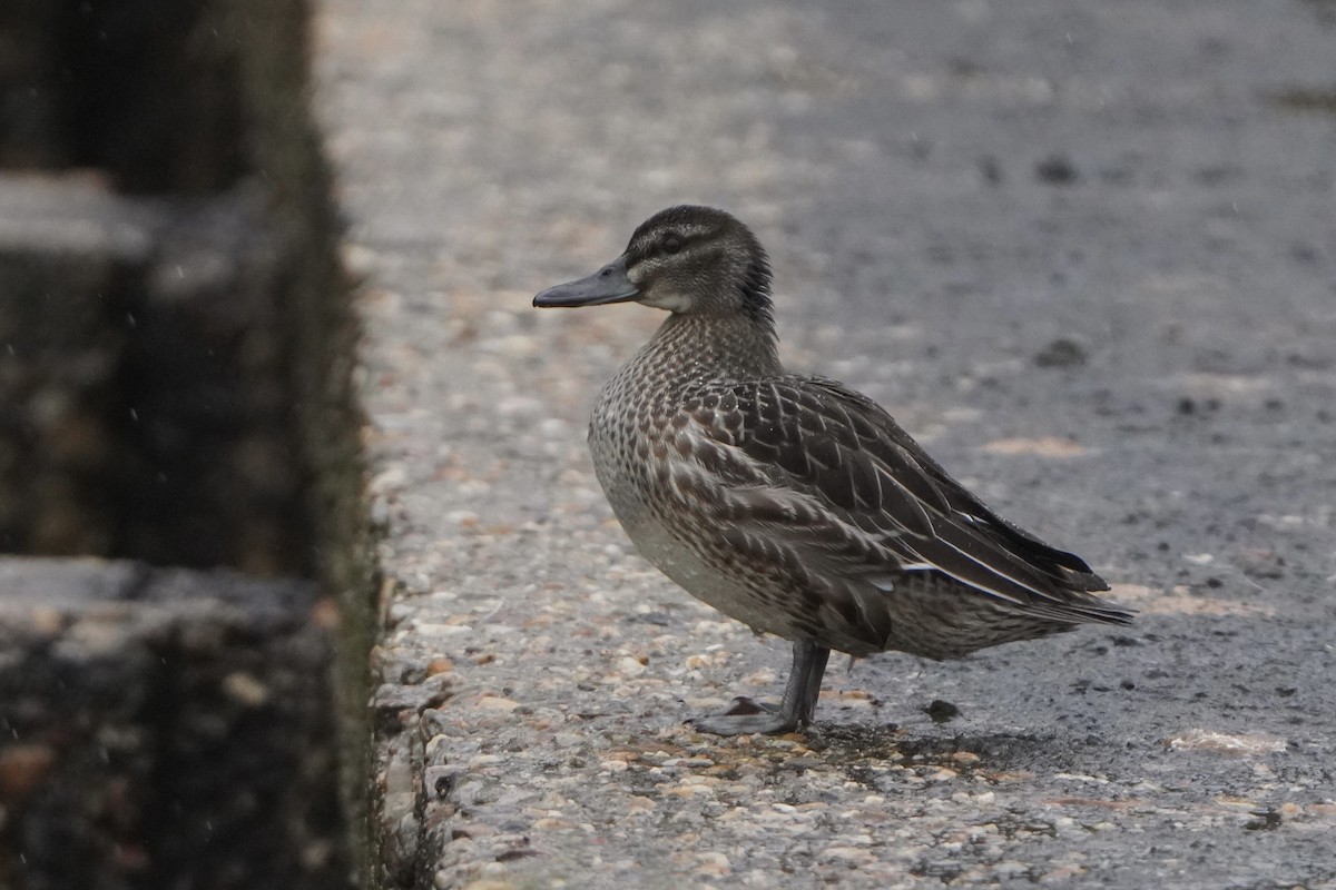 Garganey - ML645013172