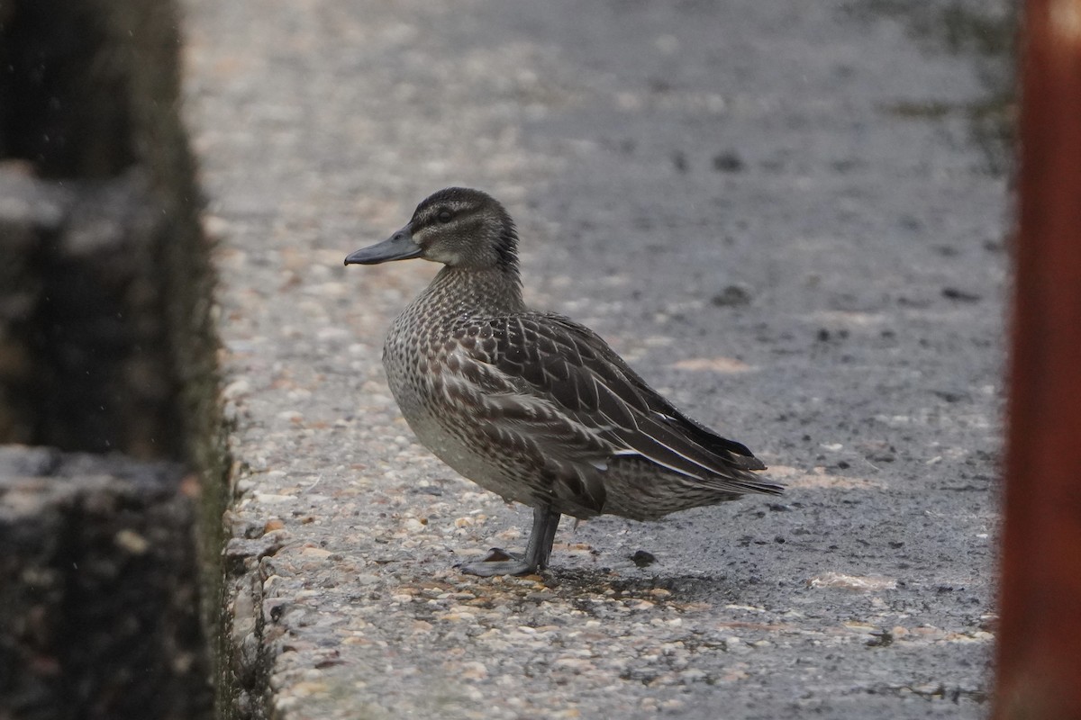 Garganey - ML645013173