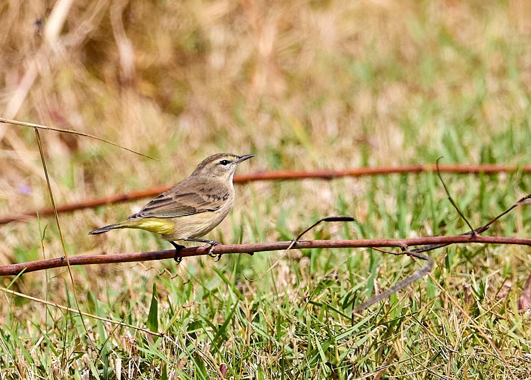 Palm Warbler - ML645013179