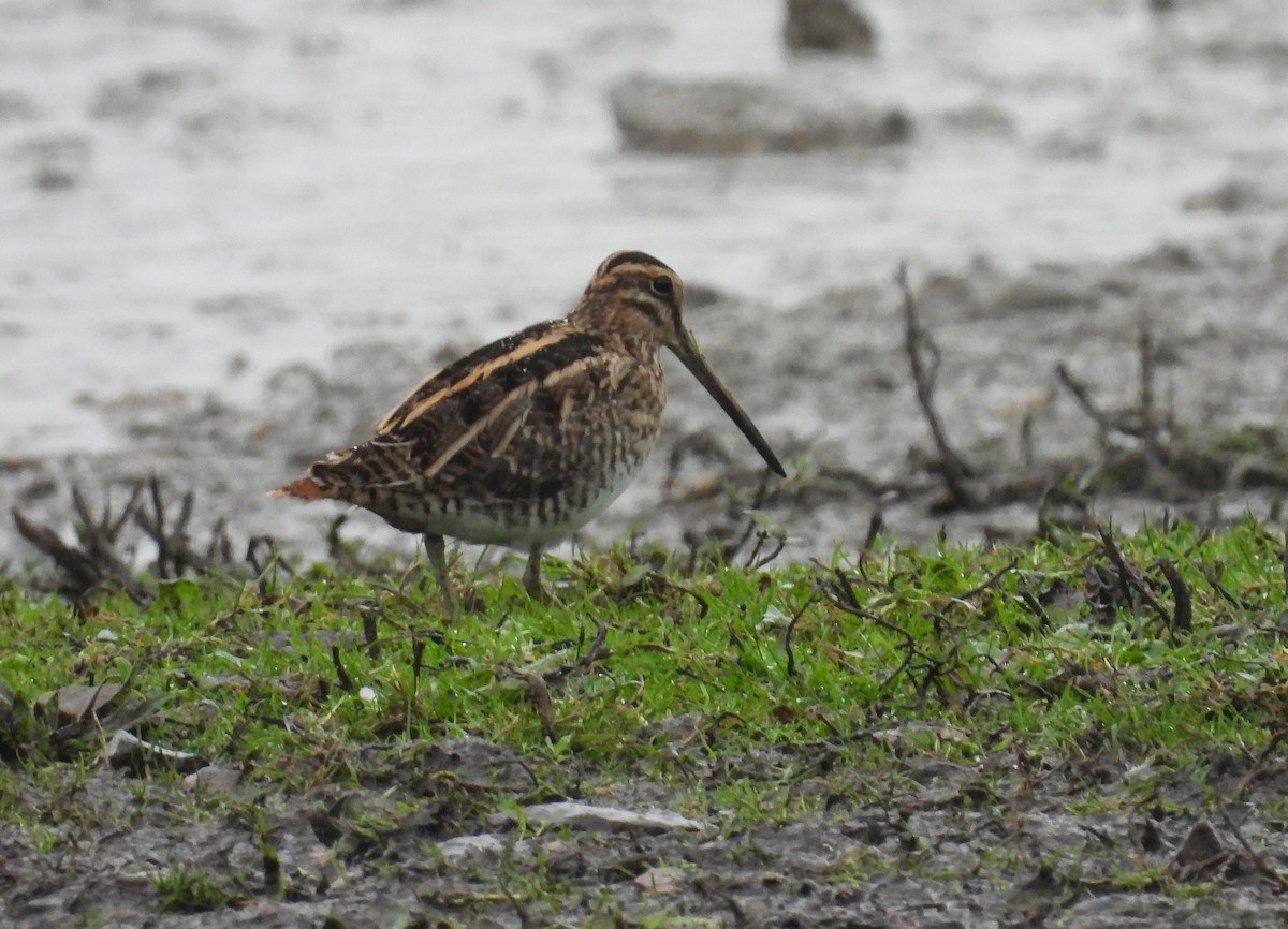 חרטומית ביצות - ML645013184