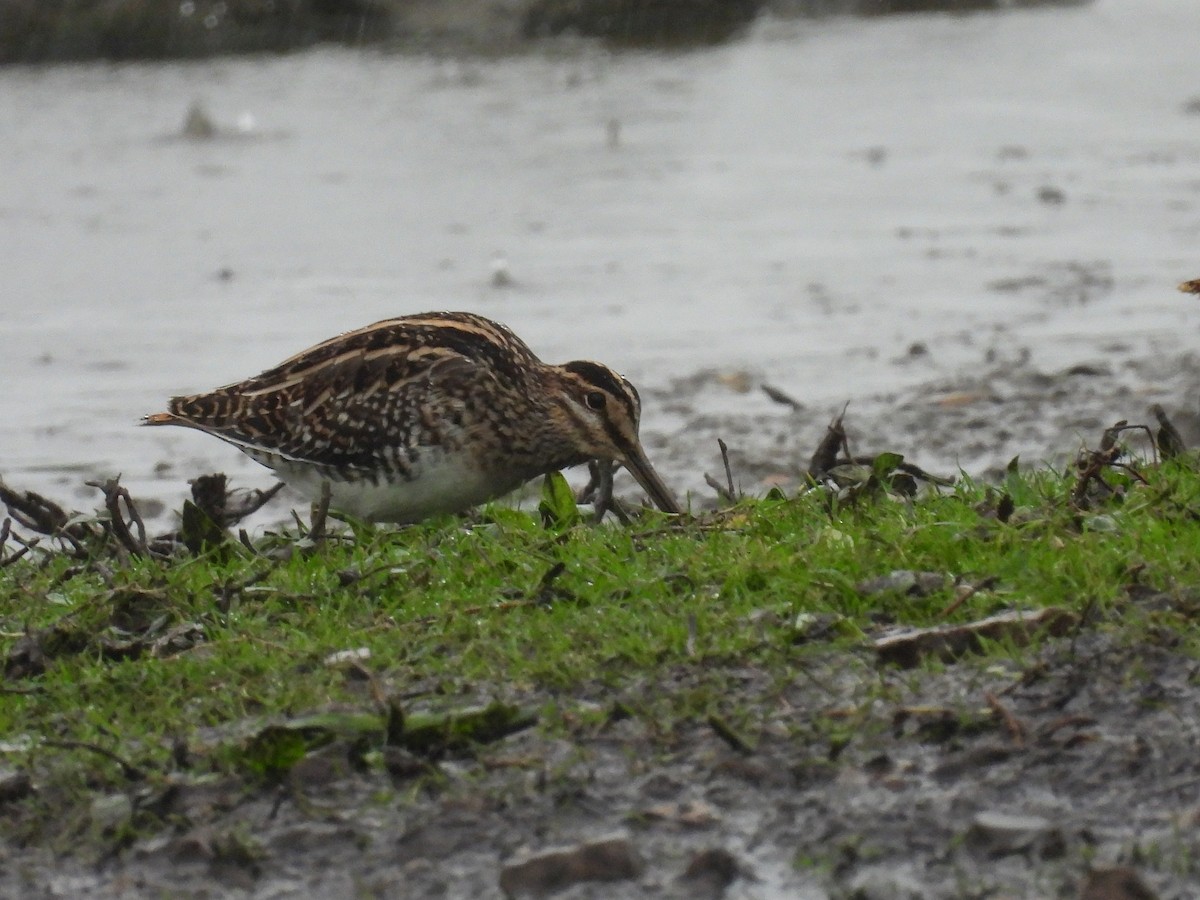 חרטומית ביצות - ML645013187