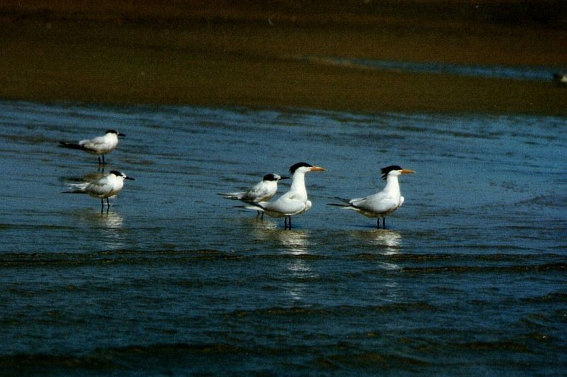 アフリカオオアジサシ - ML645013192