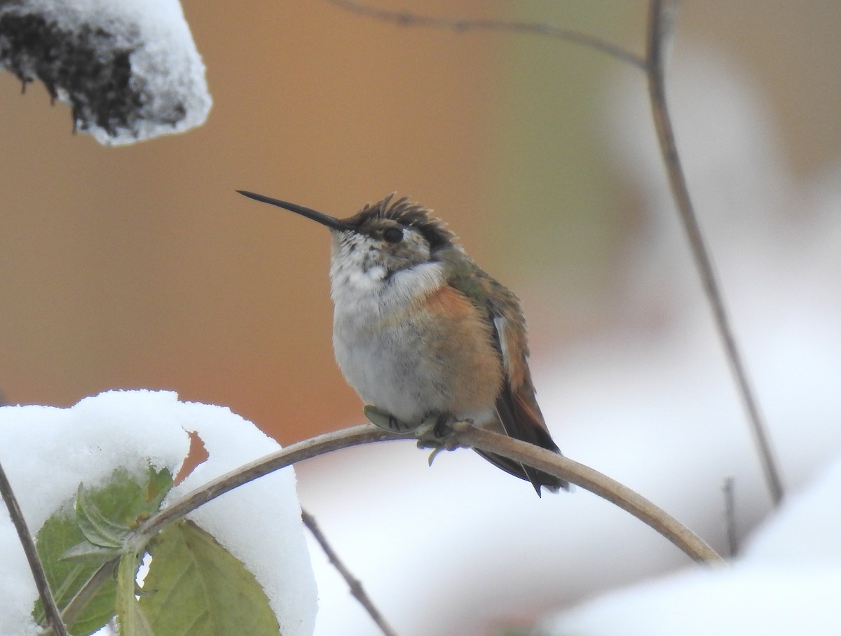 Rufous Hummingbird - ML645013199
