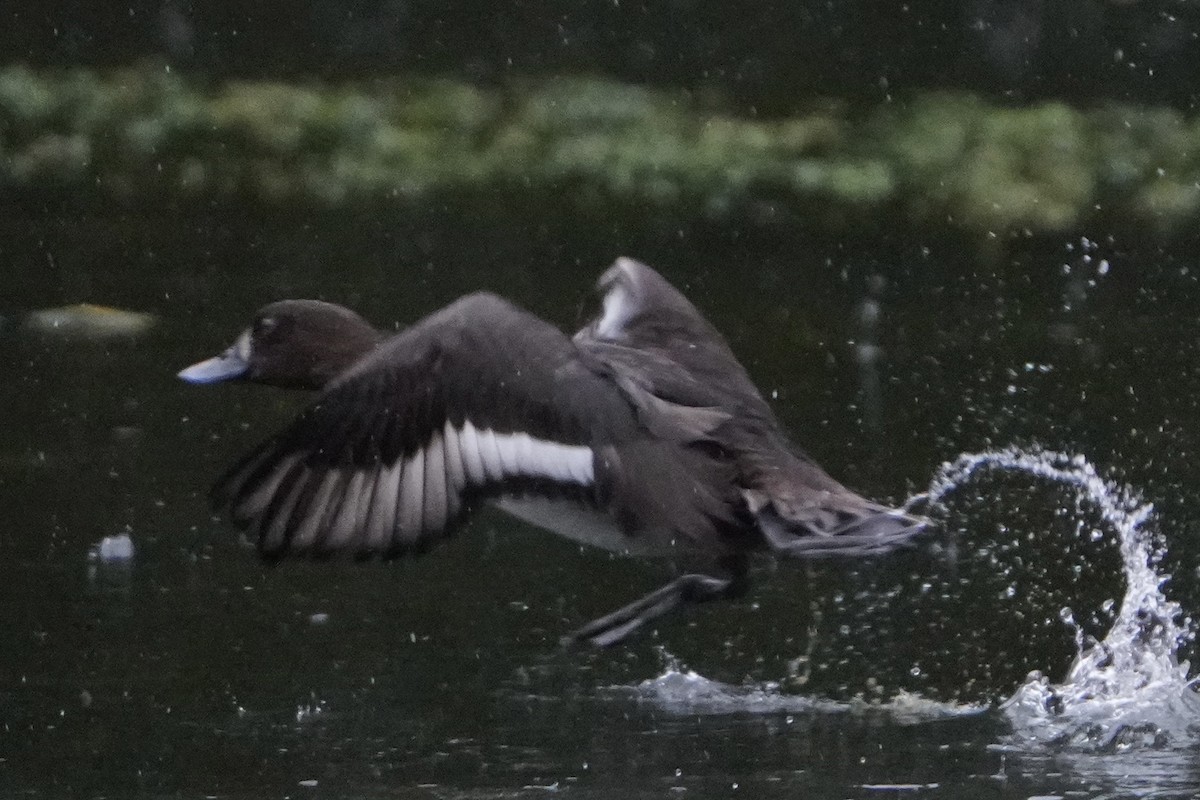 Tufted Duck - ML645013205