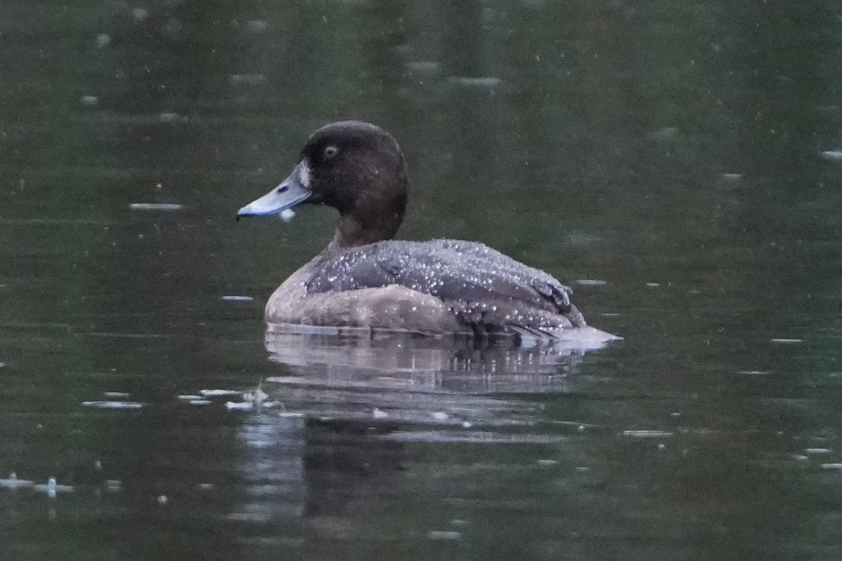 Tufted Duck - ML645013206