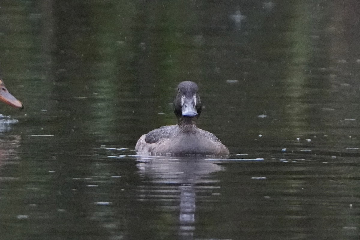 Tufted Duck - ML645013207
