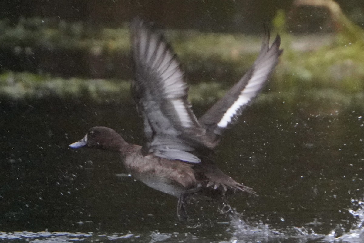 Tufted Duck - ML645013208