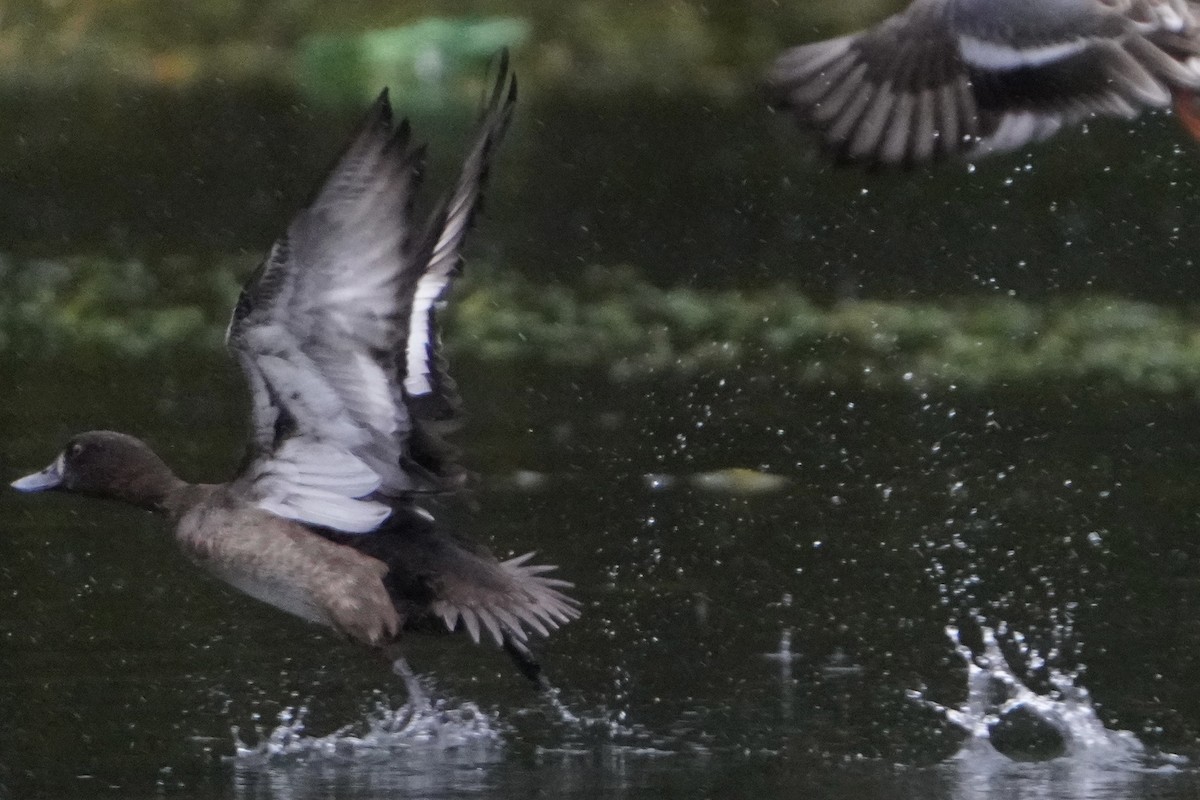 Tufted Duck - ML645013209