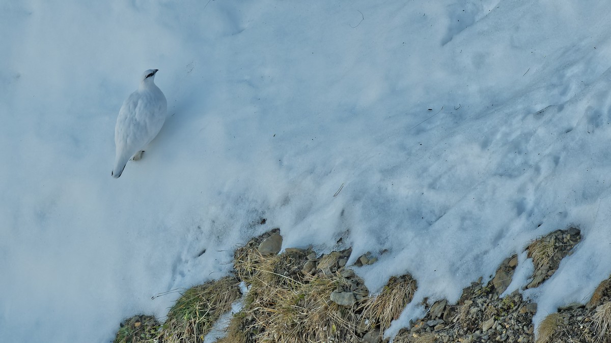 Rock Ptarmigan - ML645013224