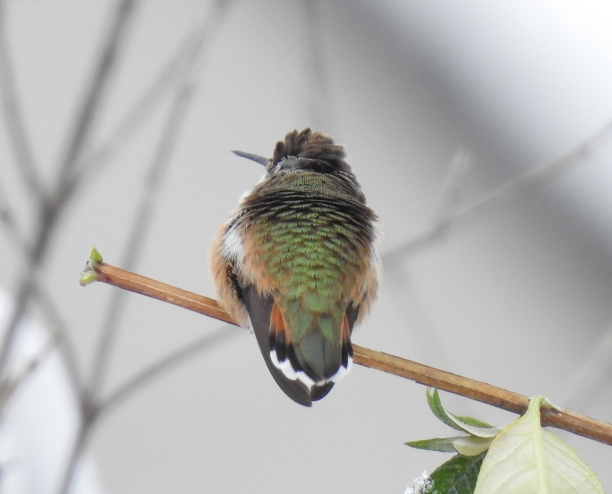 Rufous Hummingbird - ML645013227