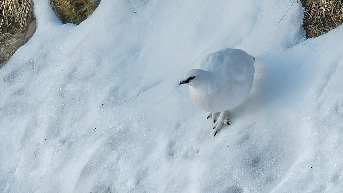 Rock Ptarmigan - ML645013232