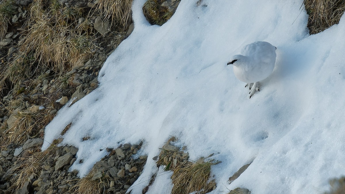 Rock Ptarmigan - ML645013236