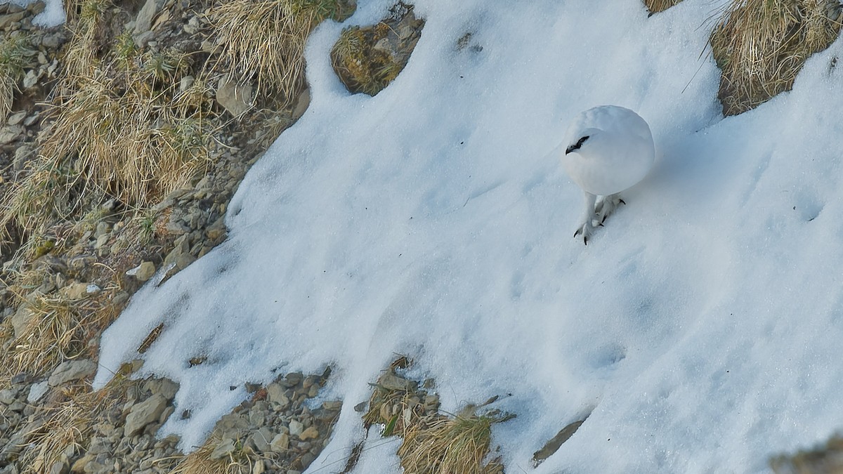 Rock Ptarmigan - ML645013237