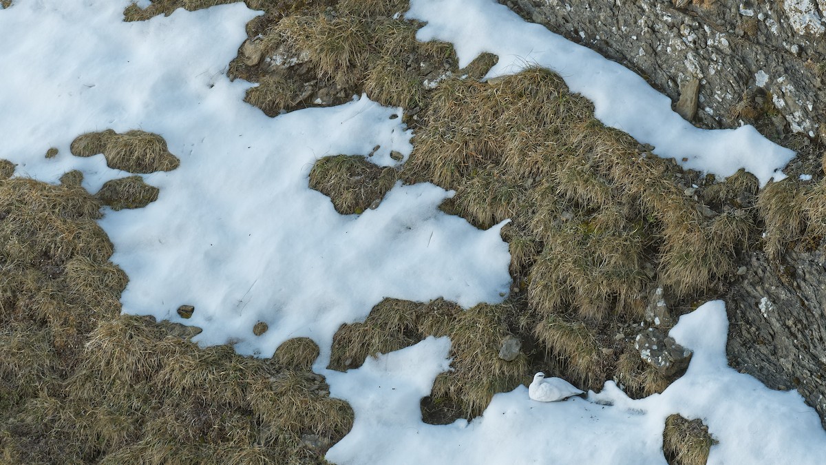 Rock Ptarmigan - ML645013238