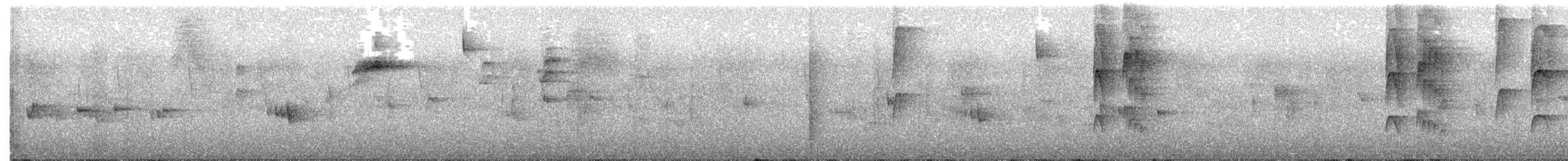 Orejero Coronigrís - ML645013239