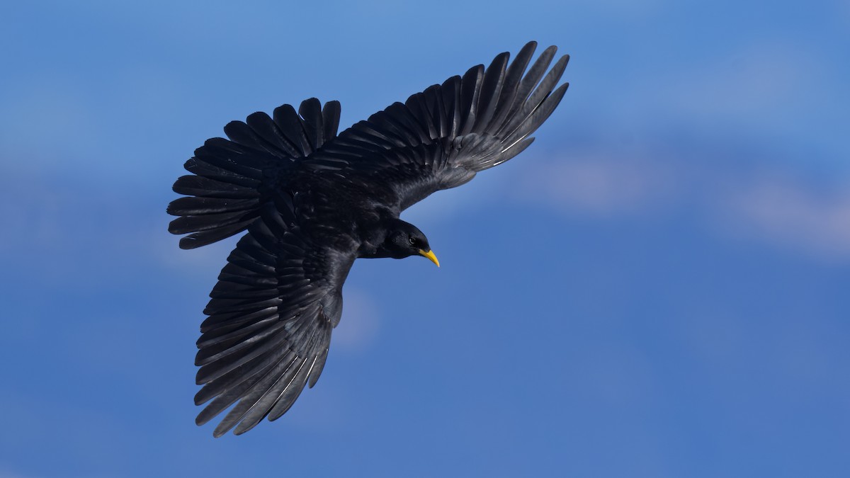Yellow-billed Chough - ML645013241