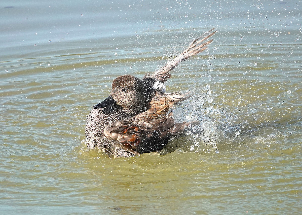 Gadwall - ML645013263
