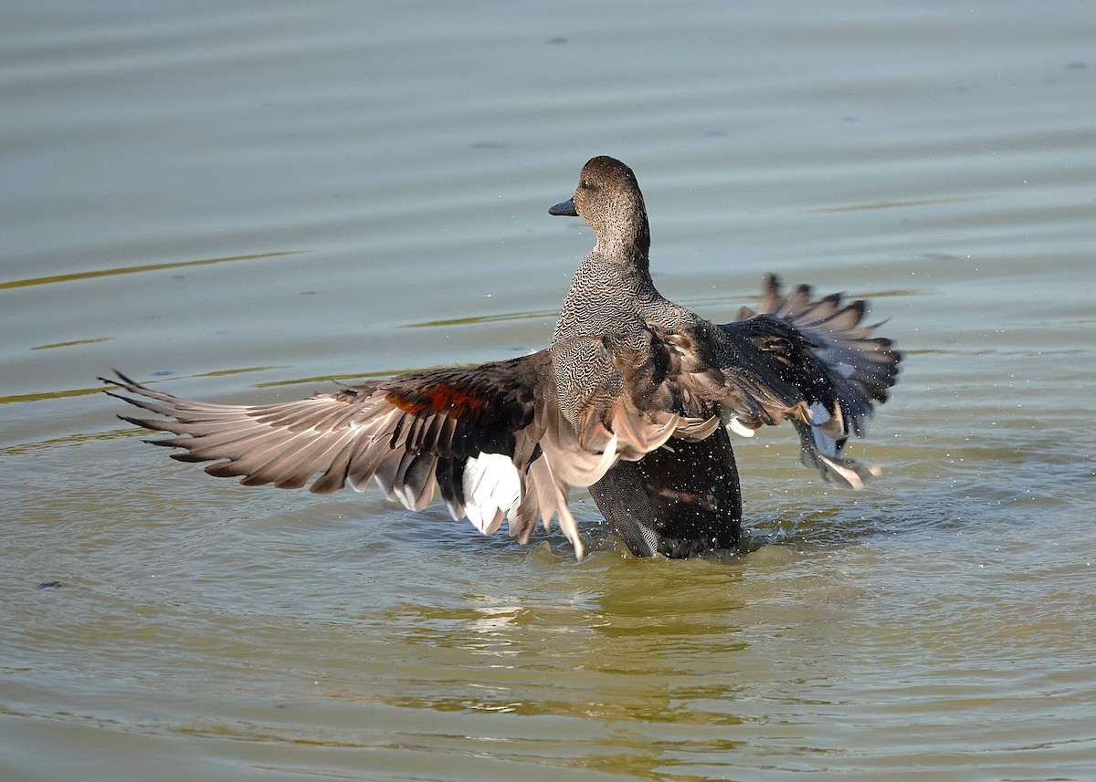 Gadwall - ML645013267