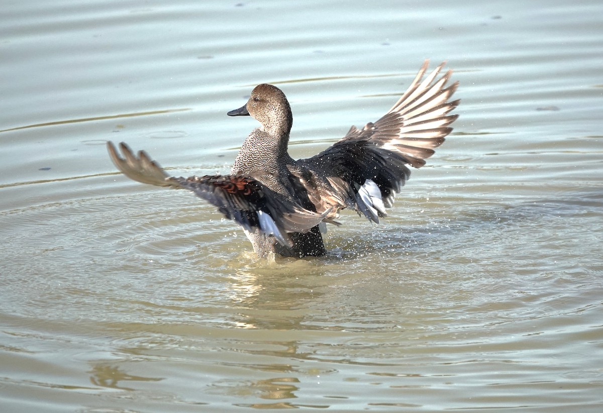 Gadwall - ML645013268