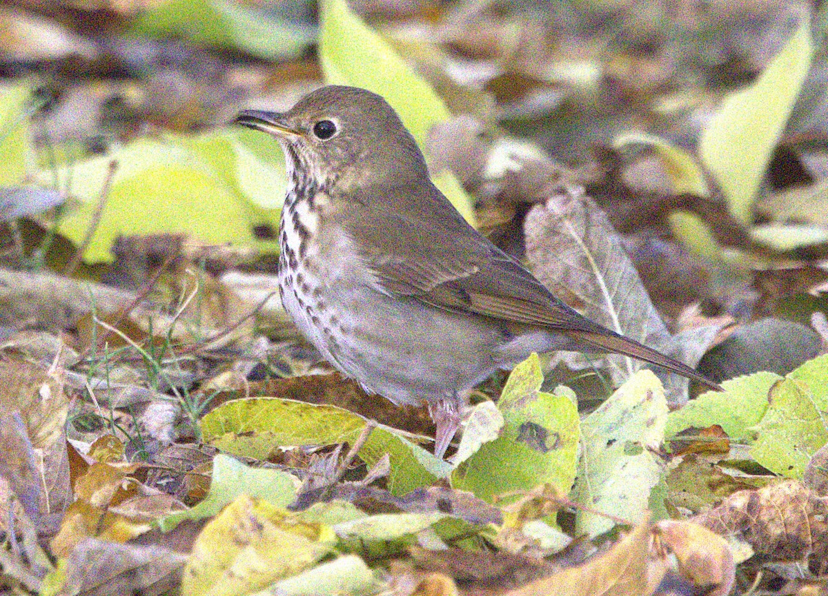 Hermit Thrush - ML645013269