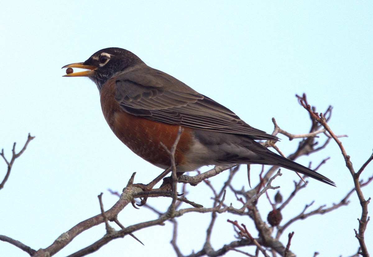 American Robin - ML645013276