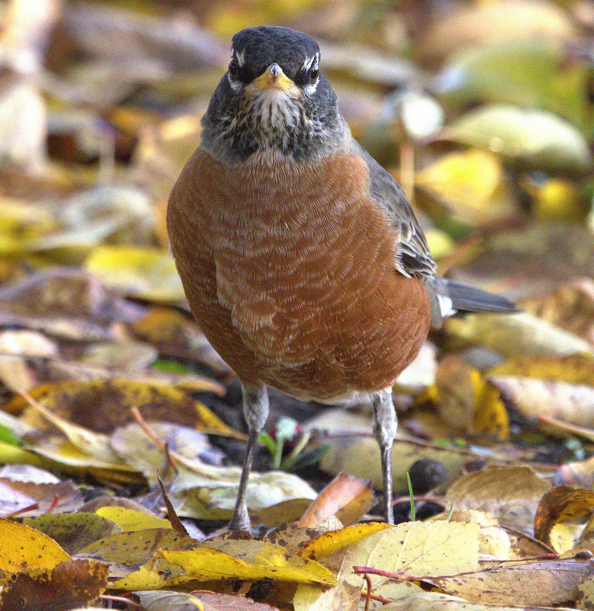 American Robin - ML645013277