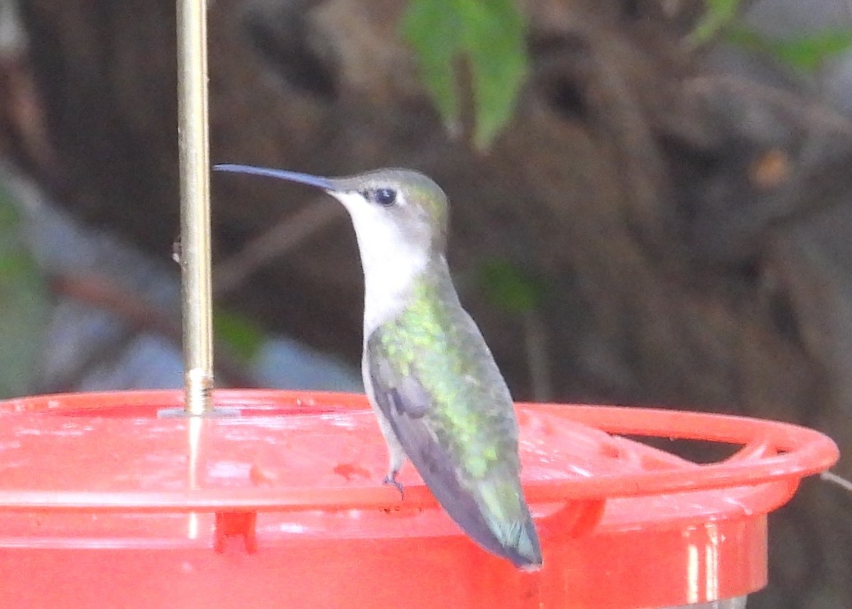 Колібрі рубіновогорлий - ML645013304