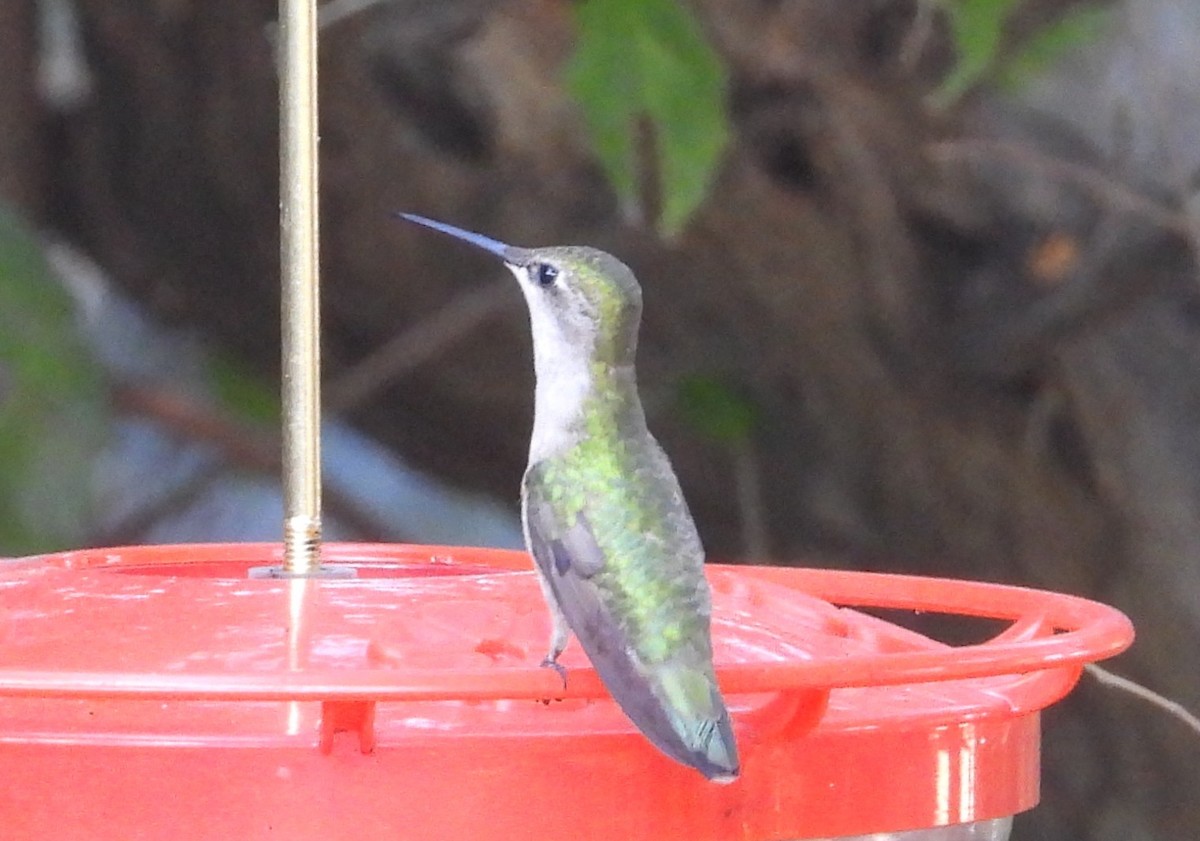 Колібрі рубіновогорлий - ML645013306