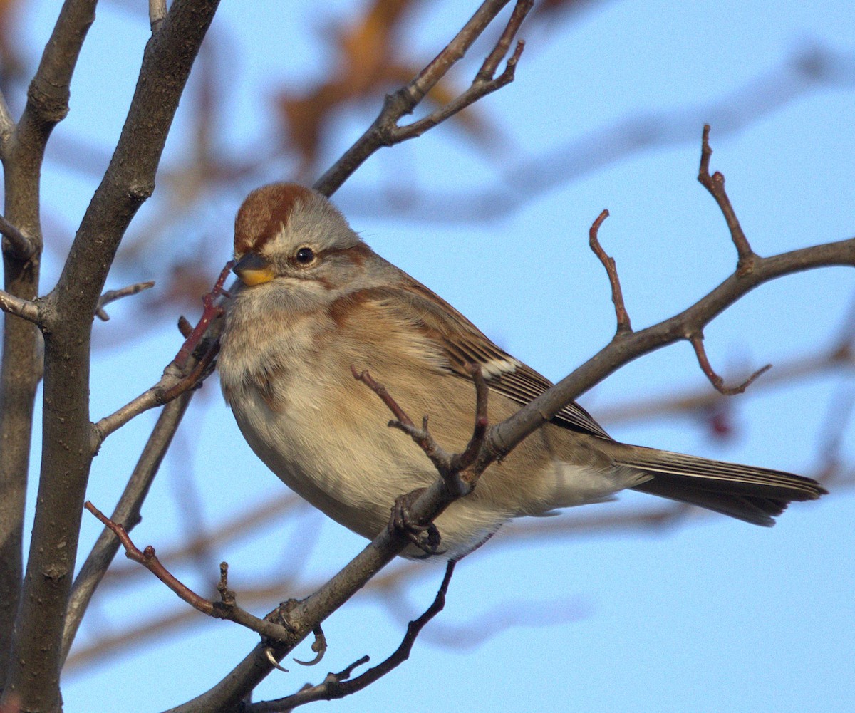 American Tree Sparrow - ML645013309