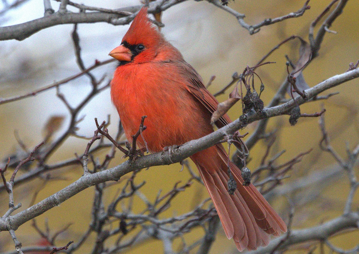 Northern Cardinal - ML645013312
